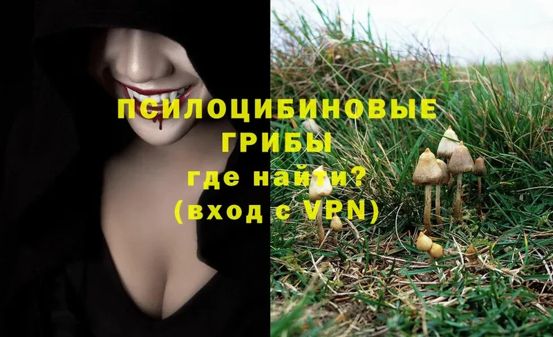 Псилоцибиновые грибы Psilocybe  Калининец 